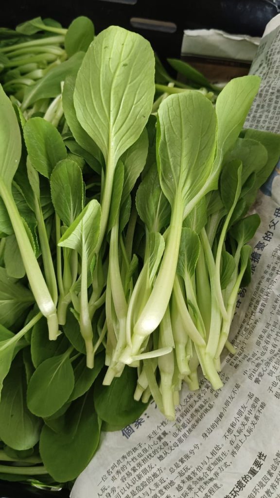 E12 小白菜苗 Baby Pak Choy